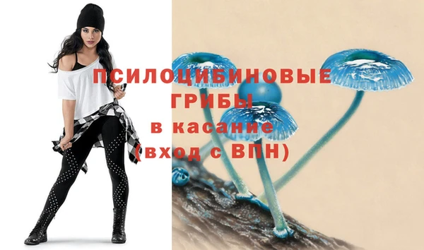 прущие грибы Аркадак